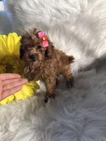 Nina, a female Poodle - Toy  for sale in Orlando, FL – Photo 3 of 4