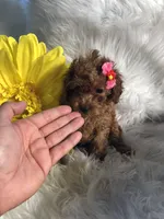 Nina, a female Poodle - Toy  for sale in Orlando, FL – Photo 2 of 4