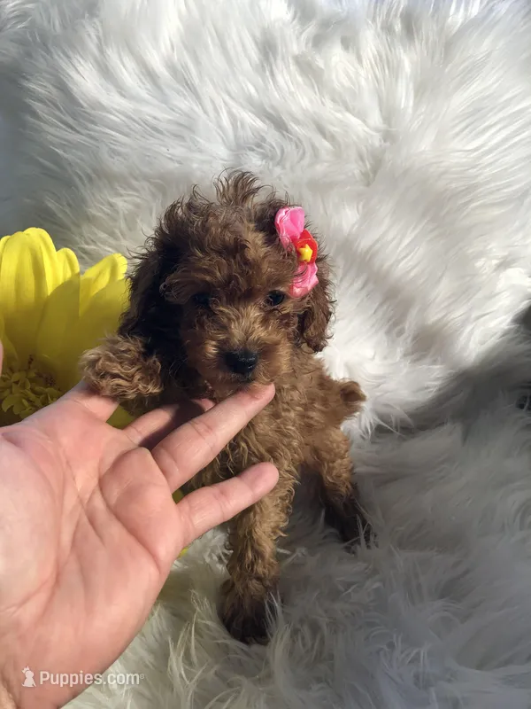 Nina, a female Poodle - Toy  for sale in Orlando, FL – Photo 1 of 4