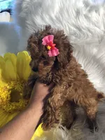 Nina, a female Poodle - Toy  for sale in Orlando, FL – Photo 4 of 4