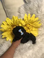 Loui tiny toy, a male Poodle - Toy  for sale in Orlando, FL – 9 of 9