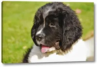 Newfoundland Female, a  Newfoundland for sale in Indian Springs, OH – Photo 4 of 10