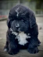 Newfoundland Female, a  Newfoundland for sale in Indian Springs, OH – Photo 6 of 10