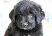 Newfoundland Female, a  Newfoundland for sale in Indian Springs, OH – Photo 5 of 10