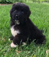 Newfoundland Female, a  Newfoundland for sale in Indian Springs, OH – Photo 10 of 10
