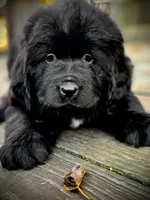 Newfoundland Female, a  Newfoundland for sale in Indian Springs, OH – Photo 7 of 10