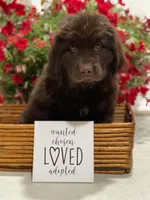 Newfoundland Female, a  Newfoundland for sale in Indian Springs, OH – Photo 2 of 10