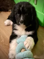 Newfoundland Female, a  Newfoundland for sale in Indian Springs, OH – Photo 9 of 10