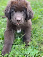 Newfoundland Male, a  Newfoundland for sale in Indian Springs, OH – Photo 9 of 10