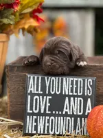 Newfoundland Male, a  Newfoundland for sale in Indian Springs, OH – Photo 3 of 10
