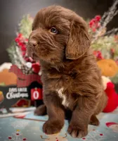 Newfoundland Male, a  Newfoundland for sale in Indian Springs, OH – Photo 6 of 10
