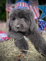 Newfoundland Male, a  Newfoundland for sale in Indian Springs, OH – Photo 10 of 10