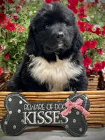 Newfoundland Male, a  Newfoundland for sale in Indian Springs, OH – Photo 5 of 10