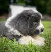 Newfoundland Male, a  Newfoundland for sale in Indian Springs, OH – Photo 7 of 10