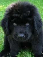 Newfoundland Male, a  Newfoundland for sale in Indian Springs, OH – Photo 8 of 10