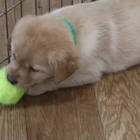 Snowball, a female Labrador Retriever for sale in Camden, IN – Photo 2 of 8