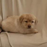 Snowball, a female Labrador Retriever for sale in Camden, IN – Photo 7 of 8