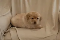 processed/186daa5c-d325-4f1d-ba12-0f6d8b2a705a/listing/1f665a29-d1c7-4fa4-bf65-672b807d9108/2eec2381-1db0-4dc5-a1ee-32a92cfc349b