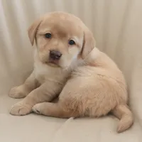 Snowball, a female Labrador Retriever for sale in Camden, IN – Photo 4 of 8