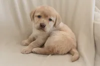 processed/186daa5c-d325-4f1d-ba12-0f6d8b2a705a/listing/1f665a29-d1c7-4fa4-bf65-672b807d9108/563d0994-fc2e-4f0a-bfd6-9166192b1d63