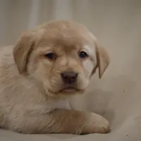 Snowball, a female Labrador Retriever for sale in Camden, IN – Photo 6 of 8
