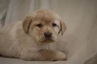 processed/186daa5c-d325-4f1d-ba12-0f6d8b2a705a/listing/1f665a29-d1c7-4fa4-bf65-672b807d9108/78f1bd0a-caaf-429e-8d12-43888e553a03