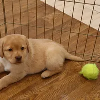 Snowball, a female Labrador Retriever for sale in Camden, IN – Photo 1 of 8