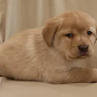 Snowball, a female Labrador Retriever for sale in Camden, IN – Photo 5 of 8