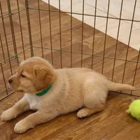 Snowball, a female Labrador Retriever for sale in Camden, IN – Photo 8 of 8