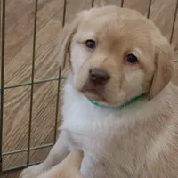 Snowball, a female Labrador Retriever for sale in Camden, IN – Photo 3 of 8