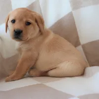 Icy, a female Labrador Retriever for sale in Camden, IN – Photo 9 of 10