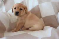 Icy, a female Labrador Retriever for sale in Camden, IN – Photo 9 of 10