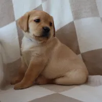 Icy, a female Labrador Retriever for sale in Camden, IN – Photo 10 of 10