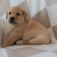 Icy, a female Labrador Retriever for sale in Camden, IN – Photo 7 of 10