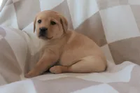 Icy, a female Labrador Retriever for sale in Camden, IN – Photo 7 of 10
