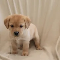 Icy, a female Labrador Retriever for sale in Camden, IN – Photo 5 of 10