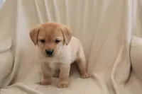 Icy, a female Labrador Retriever for sale in Camden, IN – Photo 5 of 10