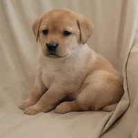 Icy, a female Labrador Retriever for sale in Camden, IN – Photo 6 of 10