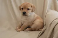 Icy, a female Labrador Retriever for sale in Camden, IN – Photo 6 of 10