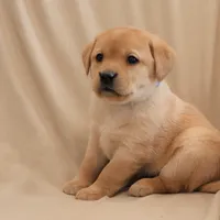 Icy, a female Labrador Retriever for sale in Camden, IN – Photo 4 of 10
