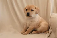 Icy, a female Labrador Retriever for sale in Camden, IN – Photo 4 of 10