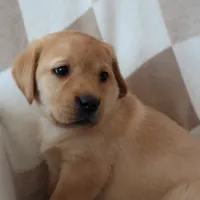 Icy, a female Labrador Retriever for sale in Camden, IN – Photo 8 of 10