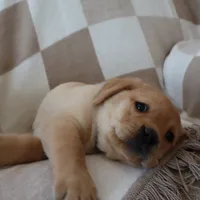 Icy, a female Labrador Retriever for sale in Camden, IN – Photo 3 of 10