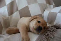 Icy, a female Labrador Retriever for sale in Camden, IN – Photo 3 of 10