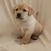 Icy, a female Labrador Retriever for sale in Camden, IN – Photo 1 of 10