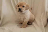Icy, a female Labrador Retriever for sale in Camden, IN – Photo 1 of 10