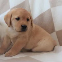 Icy, a female Labrador Retriever for sale in Camden, IN – Photo 2 of 10