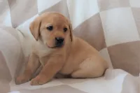 Icy, a female Labrador Retriever for sale in Camden, IN – Photo 2 of 10