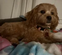 Poppy, a female Cavapoo for sale in Tomball, TX – 2 of 3