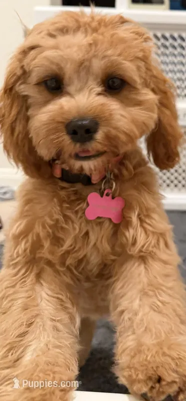 Poppy – Cavapoo puppy for sale in Tomball, TX